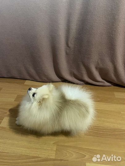 Померанский шпиц мини вязка