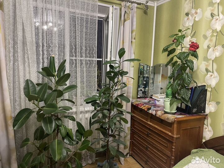 Комнатные цветы