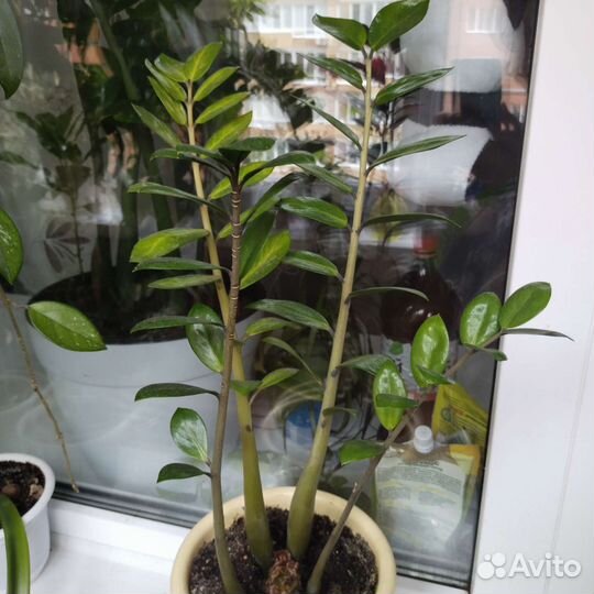 Замиокулькас(долларовое дерево)