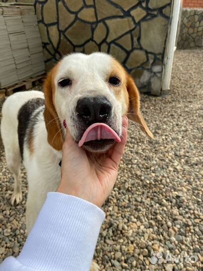 Собака из приюта