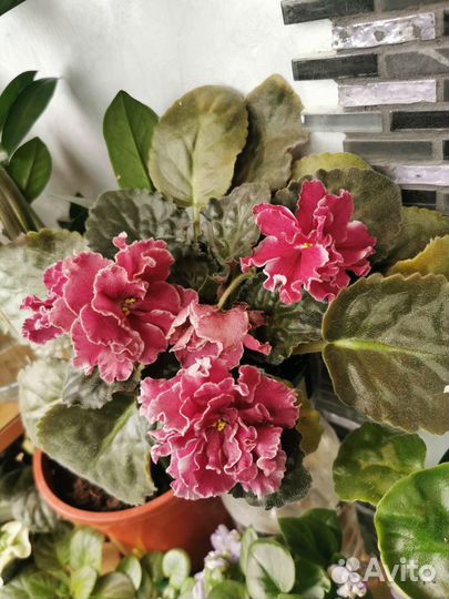 Фиалка ав болеро