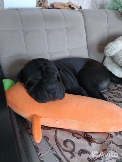 Шарпеи для вязки (мальчики)