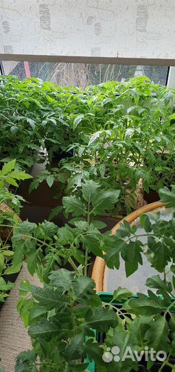 Рассада помидоры перец огурцы баклажан