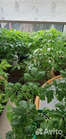 Рассада помидоры перец огурцы баклажан