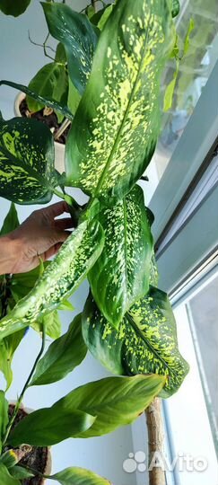 Диффенбахия, комнатное растение