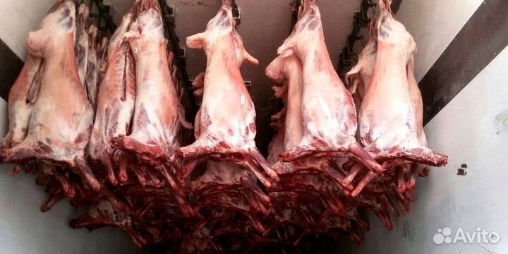 Баранина туша