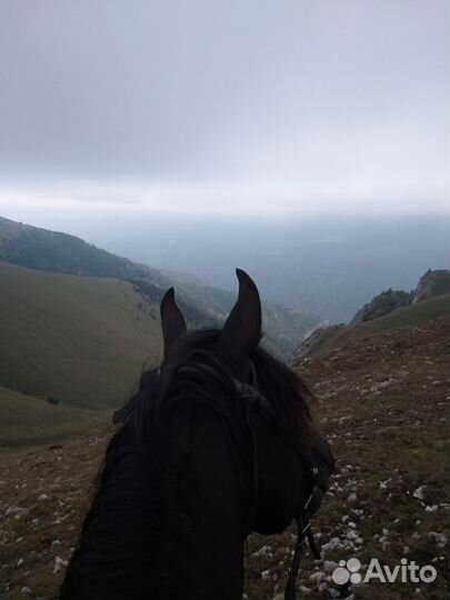 Карачаевский жеребец