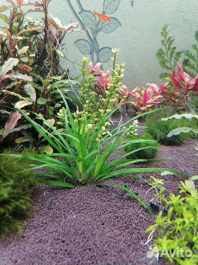 Рыбки Голубоглазки. Растения, креветки