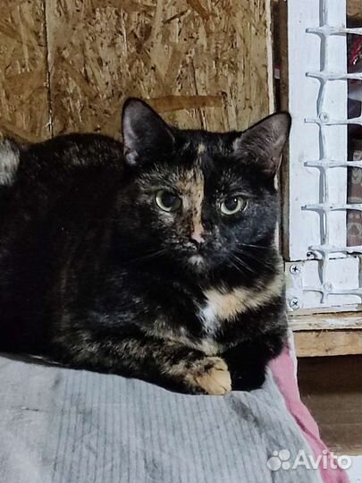 Кошки в добрые руки бесплатно