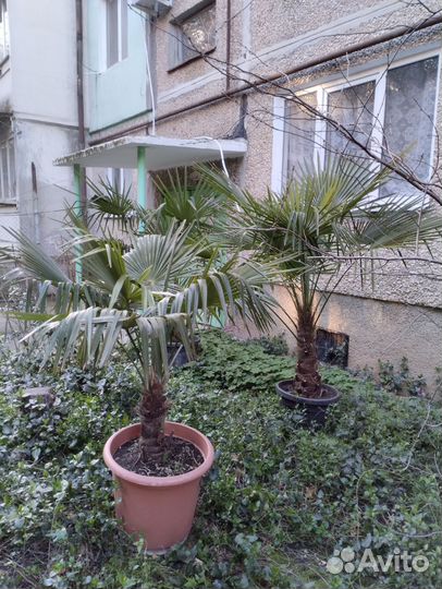 Пальмы Ялта