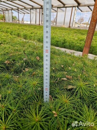 Саженцы сосны зкс