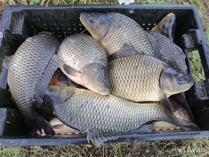 Карп с пруда