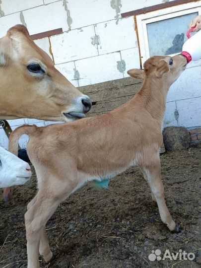 Бычок Джерси