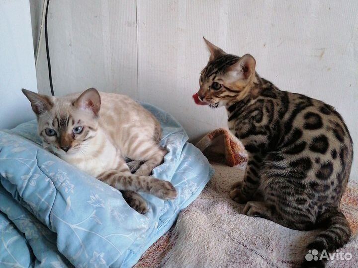 Котята бенгалы