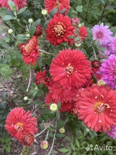 Хризантема корейская