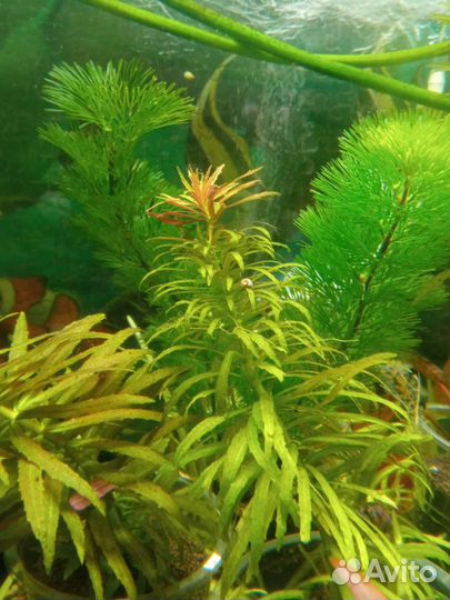 Аквариумные растения, прополка