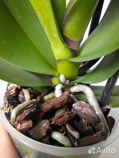 Орхидея Gold Sun 3 цветоноса