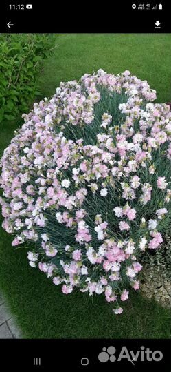 Многолетние цветы