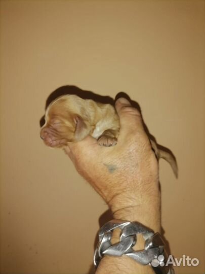 Английский кокер спаниель