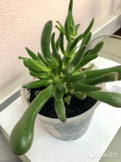 Крассула хоббит