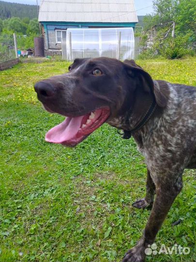 Курцхаар вязка