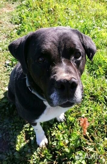 Помогите не остаться в приюте красавцу Корсу