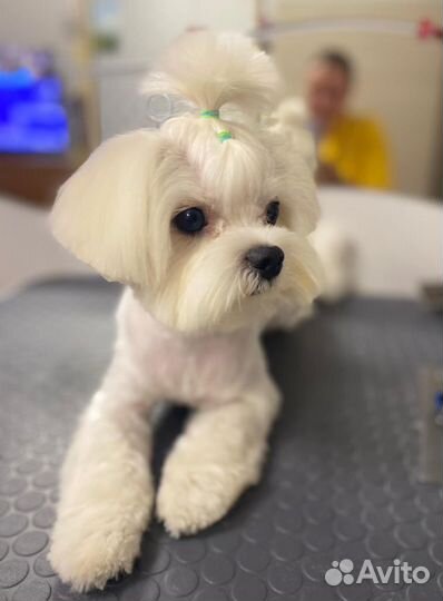 Груминг, стрижка собак