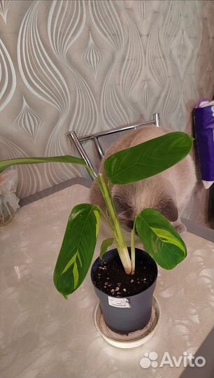 Комнатные растения