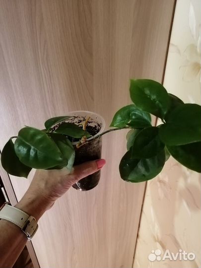Цветы разные комнатные