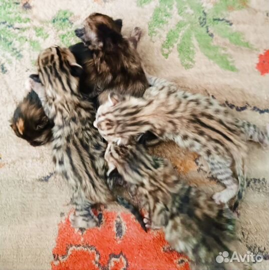 Бенгальские котята