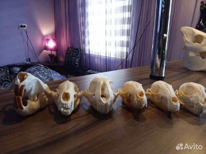 Черепа разные. имитация