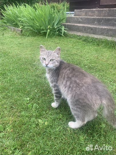 Котик Вася бесплатно