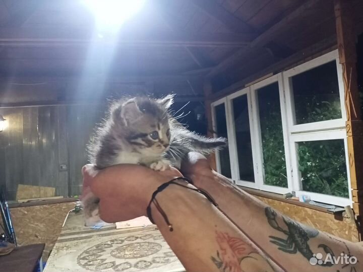 Котятки в добрые руки