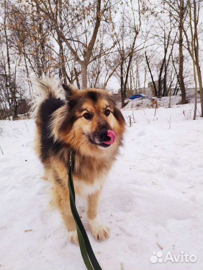 Собака в добрые руки из приюта бесплатно