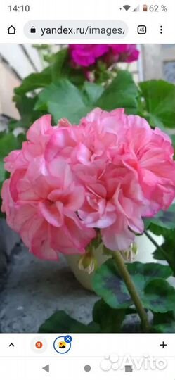 Герань пеларгония