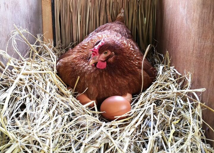 Куры несушки Легорн белая