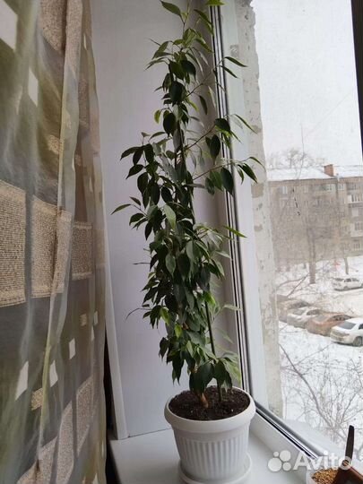 Фикус бенджамина