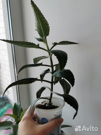 Каланхоэ лечебное