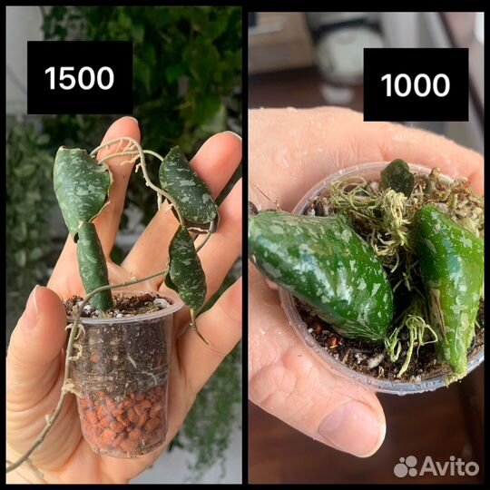 Хойи укорененные