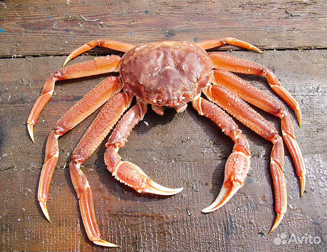 Краб Снежный Стригун опилио