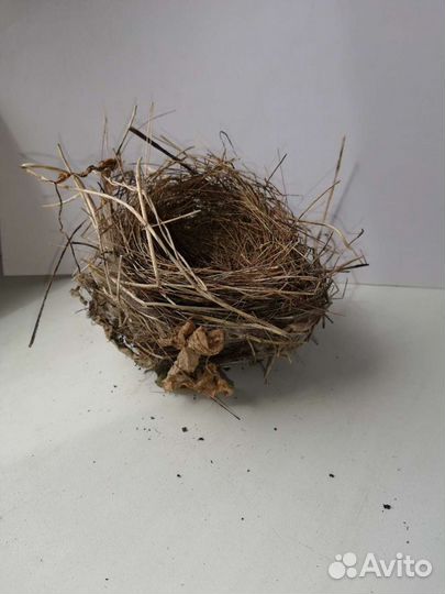 Гнездо птичье