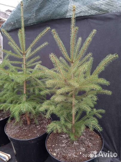 Ель канадская белая