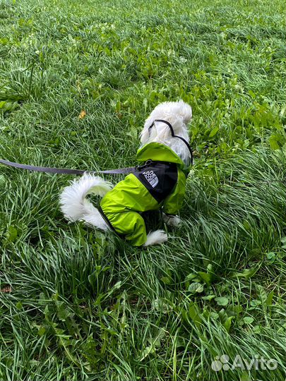 Дождевик-комбинезон для мелких средних пород