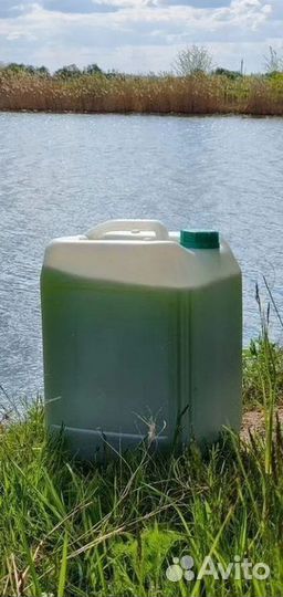 Живая водоросль суспензия