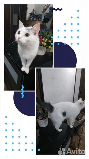 Симпатичный котик в добрые руки