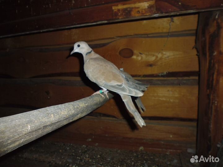 Смеющиеся горлицы