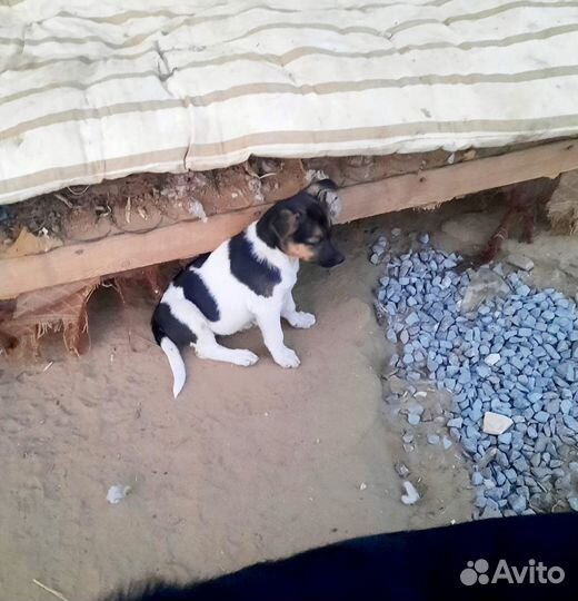 Щенок в добрые руки бесплатно