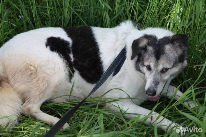 Собака из приюта мечтает о доме