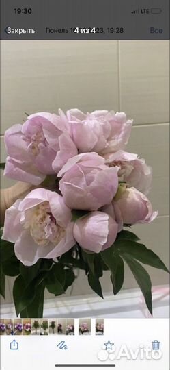 Саженцы пионов