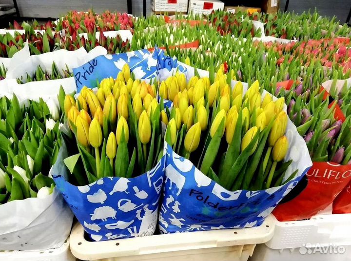 Тюльпаны оптом от 500 шт